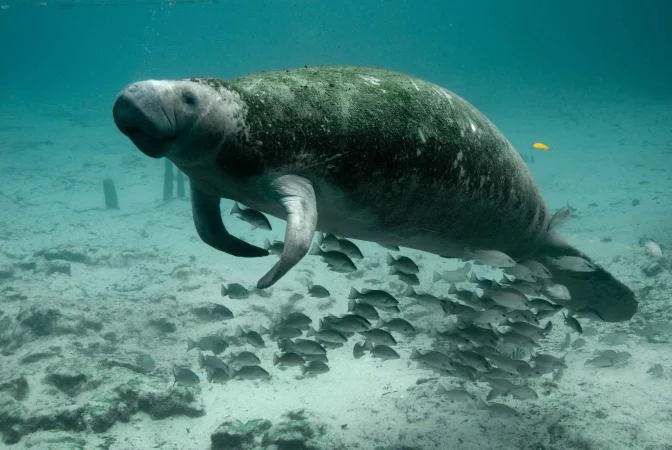 Dugong Watching & Black Island Tour – Snorkel & Explore!