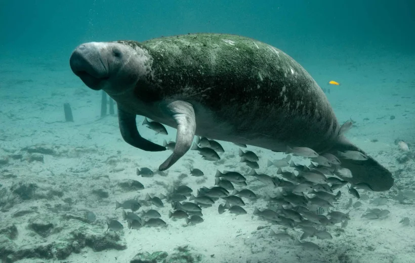 Dugong Watching & Black Island Tour – Snorkel & Explore!