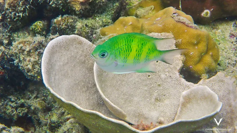 Visyas Island Hoppers Coron Palawan