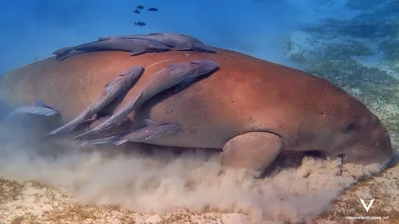 Dugong Watching & Black Island Adventure – A Day in Paradise