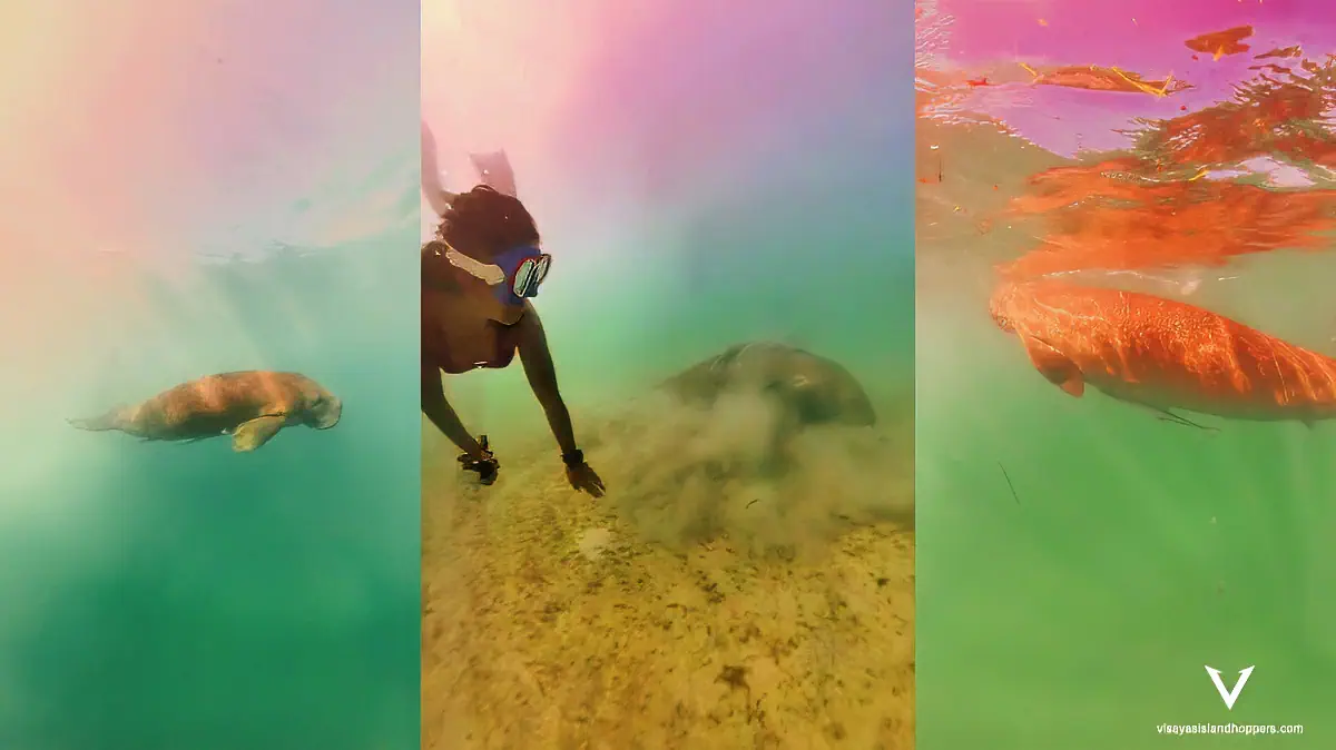 Dugong Watching & Black Island Adventure – A Day in Paradise