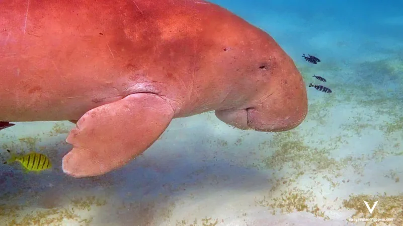Dugong Watching & Black Island Adventure – A Day in Paradise