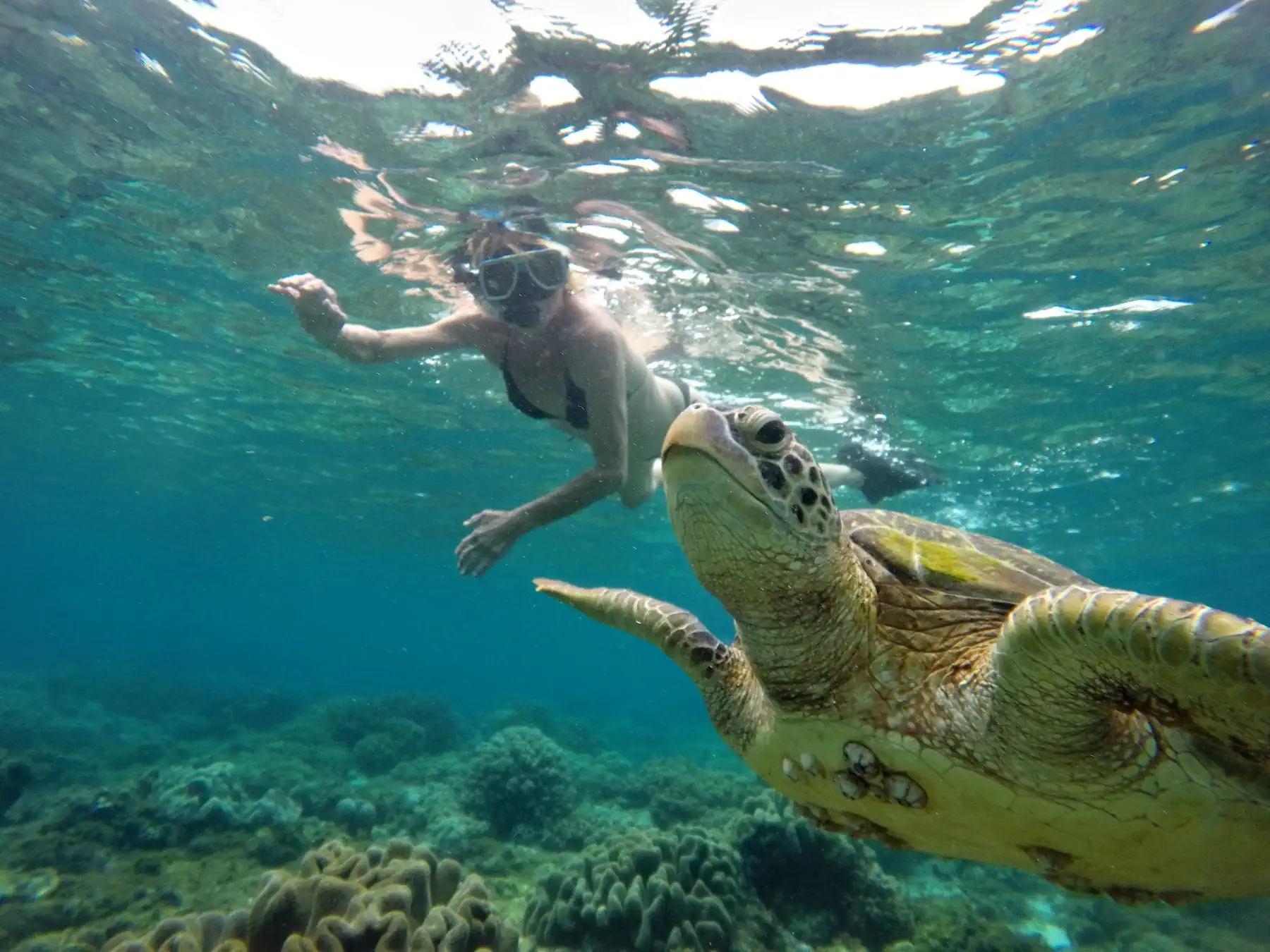 Visayas Island Hoppers Apo Island Tour