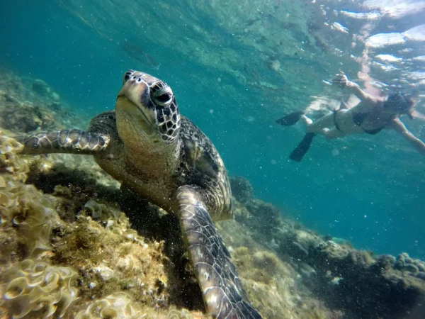 Visayas Island Hoppers Apo Island Tour