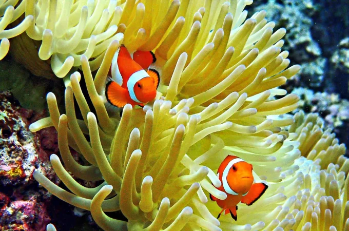 Visayas Island Hoppers Apo Island Tour