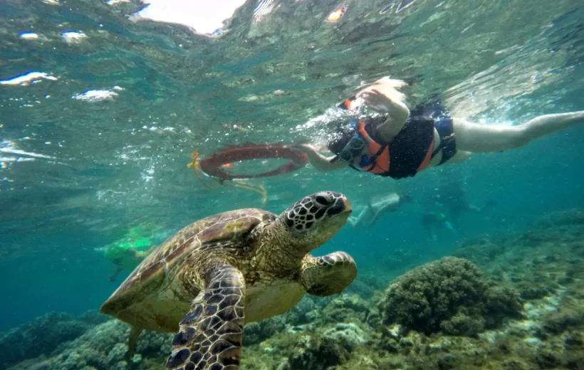 Apo Island Snorkeling Day Tour