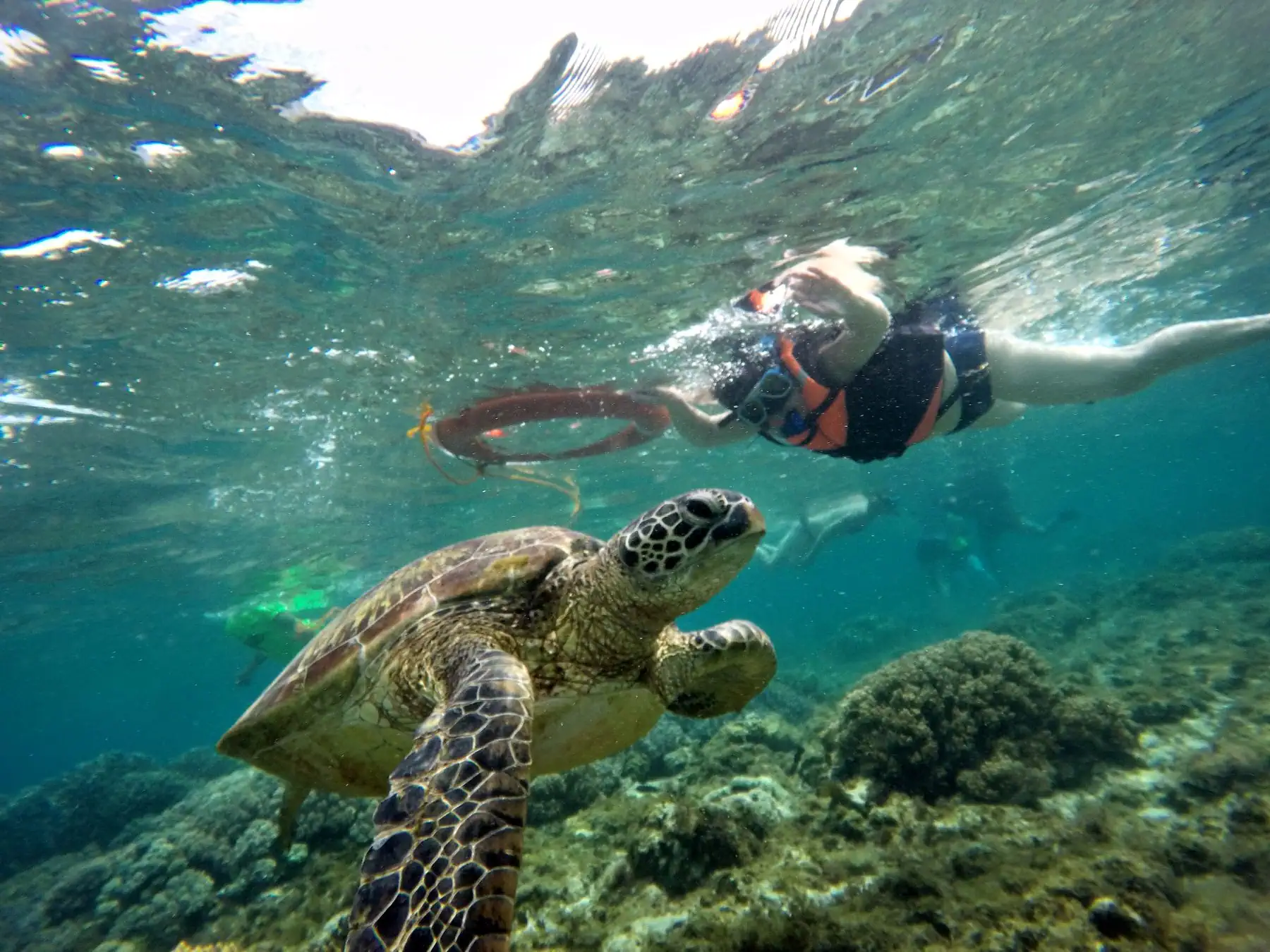 Apo Apo Island Snorkeling Day Tour-Dauin Negros Island Region