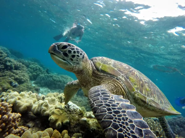 Visayas Island Hoppers Apo Island Tour