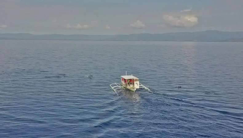 Visayas Island Hoppers Bais Dolphin Watching & Manjuyod Sand Bar Tour