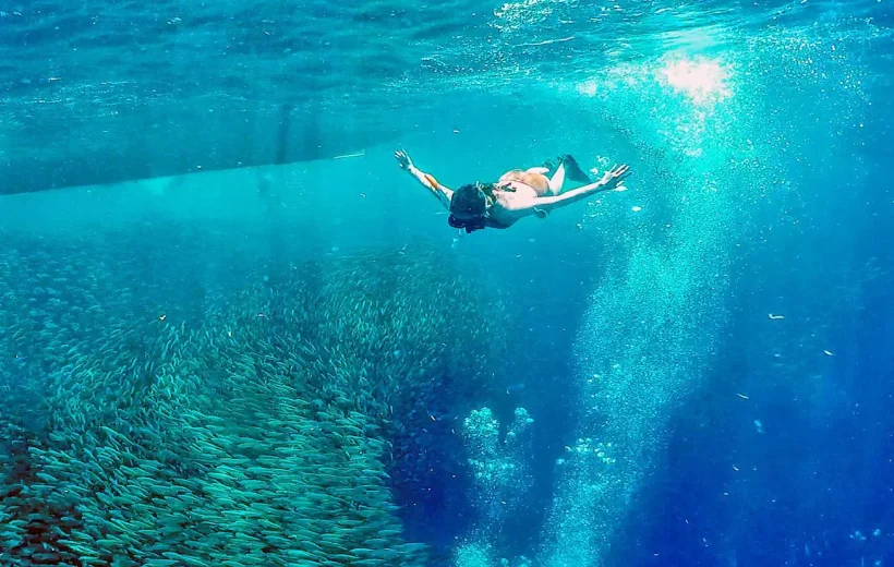 Oslob Whale Sharks & Moalboal Sardine Run Adventure