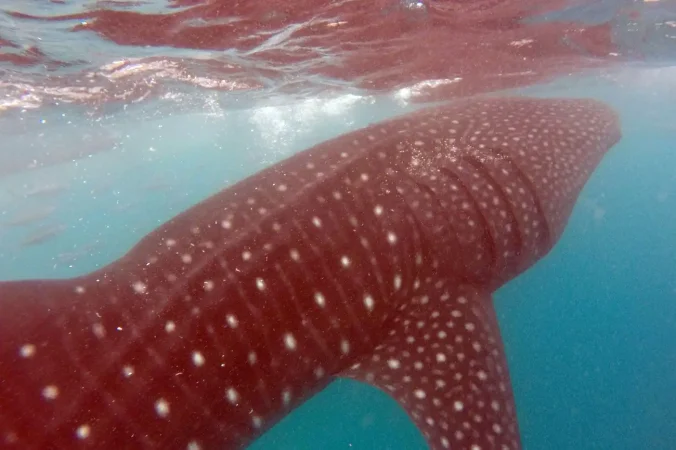Visayas Island Hoppers Oslob Whale Sharks