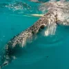 Visayas Island Hoppers Oslob Whale Sharks