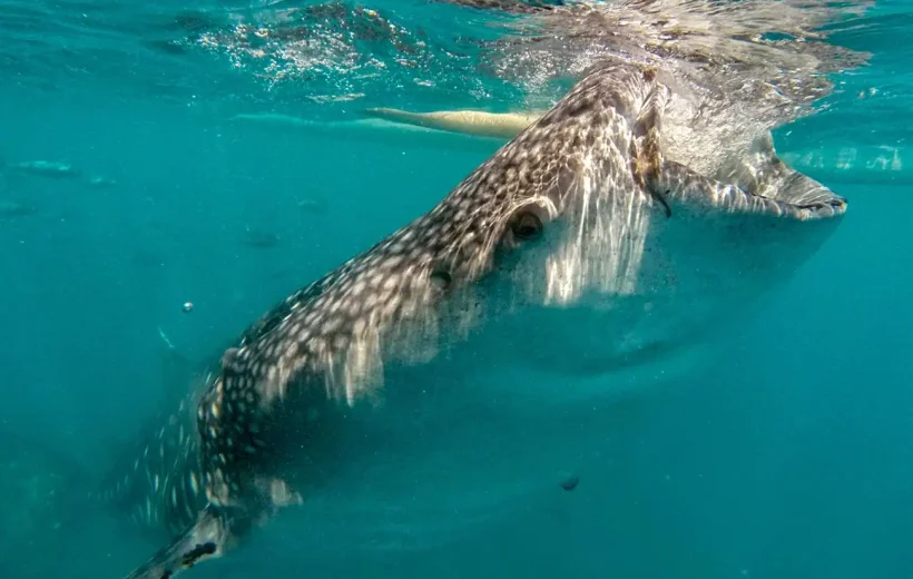 Oslob Whale Shark Tour from Dumaguete