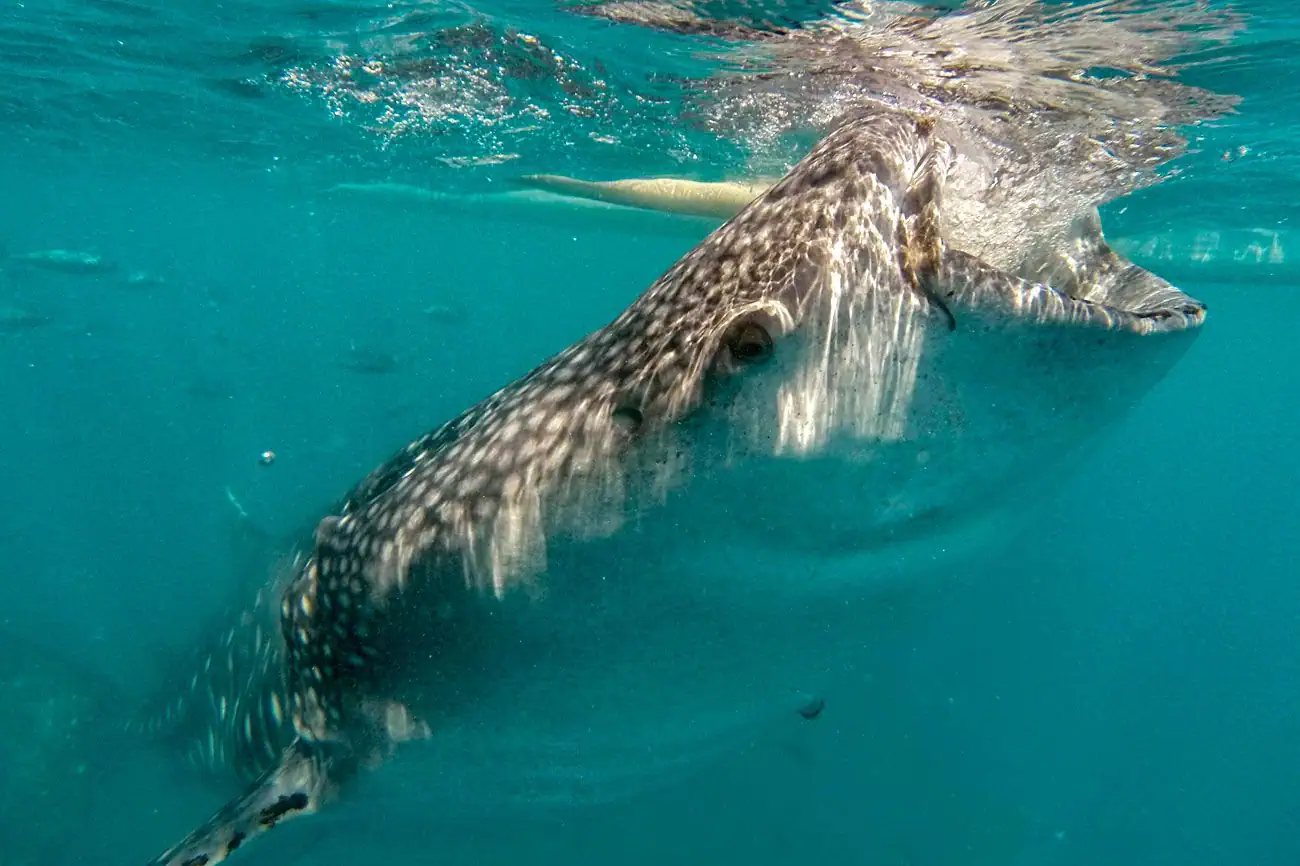 Visayas Island Hoppers Oslob Whale Sharks