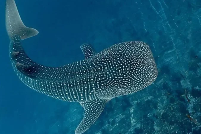 Visayas Island Hoppers Oslob Whale Sharks