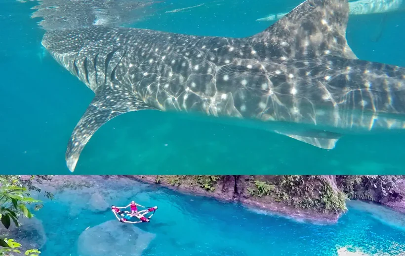 Oslob Whale Shark & Badian Canyoneering Adventure