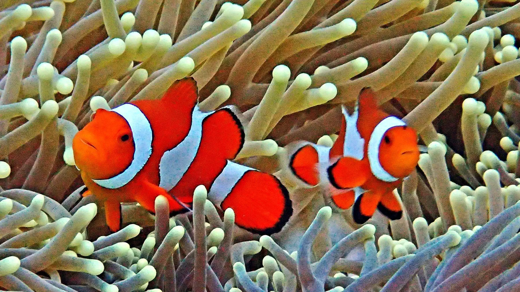 Visayas Island Hoppers Apo Island Tour