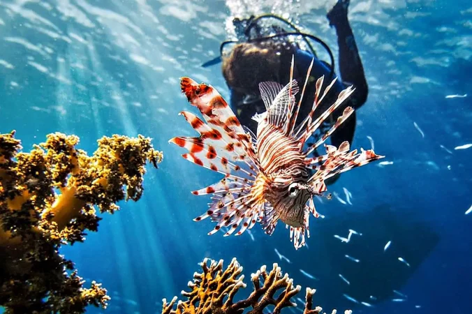 Visayas Island Hoppers Apo Island Tour