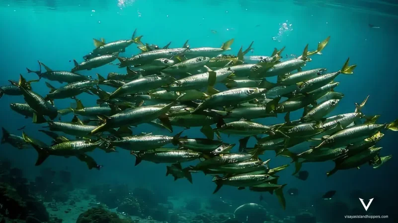Visayas Island Hoppers Moalboal Sardines